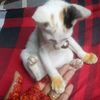 tabassum9509