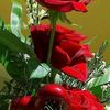 birendra.yadav8559
