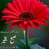ali.gul.rind2