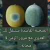 kamel.ben297