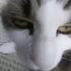 soulllking.5