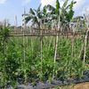 airisfarm