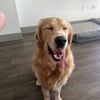 apollo_the_dog