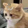 bbiname