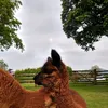 fosteredgoldstrea