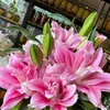 thanht84810550903