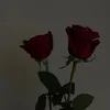 rose_emi87