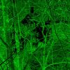 greenman_lucas