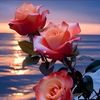 dipak.dhami35