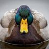 imaduck_qwakqwak
