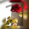 user6586541679582