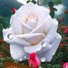 pardisasl.behshti