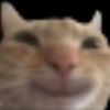 silly cats