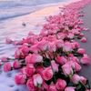 rahma46935