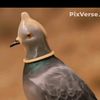 unramdomdetiktok00