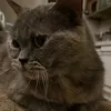 pry_khodko