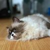 mengggmeng