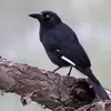 autisticcurrawong