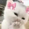 to_nho_cou