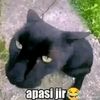 linggaa081