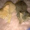 jingerandcloe