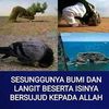 wiedgawied