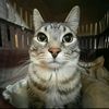 lozodina