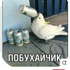 nazik_930
