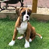 roccoboxerdog