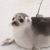 sealgirlheera