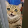 tiktokmeoww0
