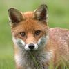 blue_fox167