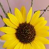 wildflowercookingbaking