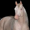 evanilson.deollin