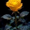 md.monjurul.islan5