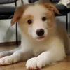 cookie_yui111