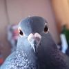 larrythepigeon2763