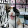 delusionalcat5