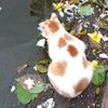 hellokittyslayes