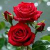 aakash.chhua.bhal29