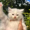 animalovr5