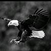 emil_tt_555
