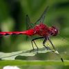 dragonflyvr851167