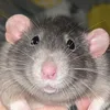 tequila_the_rat