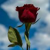 user4609026188279