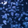 ademsae0