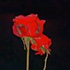 user064719015