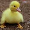 a.duck.named.duck