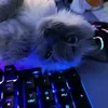 titobroz13