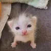 meowmeowwaaahwaaah
